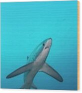 Swimming Thresher Shark Wood Print