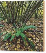 Sword Fern  And Vine Maples Wood Print