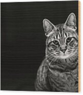 Tabby Cat Wood Print