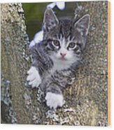 Tabby Kitten In Tree Fork Wood Print