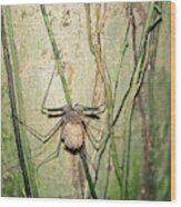 Tailless Whip Scorpion Wood Print
