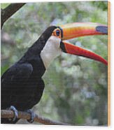 Talkative Toucan Wood Print