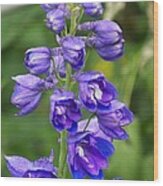 Blue Flowers Wood Print