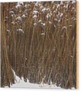 Tall Grasses In Winter Wood Print