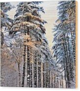 Tall Snowy Pines Wood Print