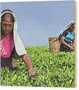 Tamil Pickers Plucking Tea Leaves On Wood Print