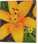 Tangerine Asiatic Lily Wood Print
