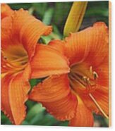 Tangerine Lush Daylily 2 Wood Print