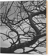 Tangled By The Wind Wood Print