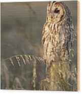 Tawny Owl Wood Print