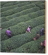 Tea Pluckers Picking Tea Leaves In Wood Print