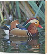 Technicolor Duck Wood Print