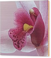 Temptation - Pink Cymbidium Orchid Wood Print