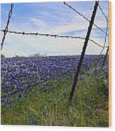 Texas Bluebonnet Field Wood Print