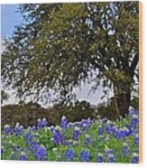 Texas Bluebonnet Field Wood Print