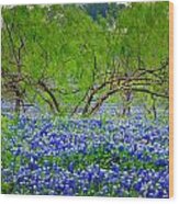 Texas Bluebonnets - Texas Bluebonnet Wildflowers Landscape Flowers Wood Print