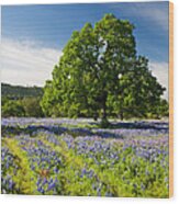 Texas In Spring Wood Print