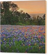 Texas Sunset - Bluebonnet Landscape Wildflowers Wood Print
