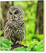 The Barred Owl Wood Print