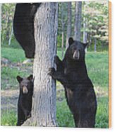 The Bear Tree Wood Print