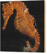 The Bright Orange Seahorse Wood Print