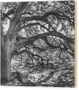 The Century Oak Wood Print
