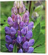 The Colors Of Lupine Wood Print