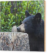 The Cub That Came For Lunch 1 Wood Print