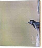 The Curious Wagtail Wood Print
