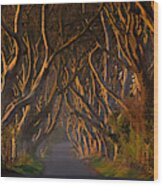 The Dark Hedges In The Morning Sunshine Wood Print