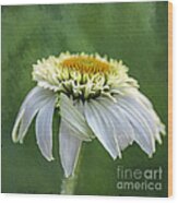 The First Coneflower Wood Print