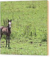 The Foal Was Born This Spring Wood Print