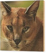 The Focus Of A Caracal Wood Print