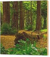 The Forest Of Golden Gate Park Wood Print