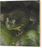 The Frog Wood Print
