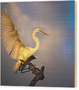 The Golden Egret Wood Print