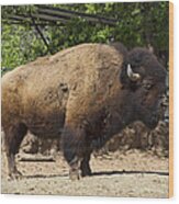 The Great American Buffalo - Bison Wood Print