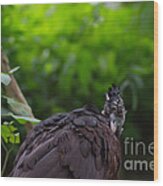 The Great Curassow 2 Wood Print