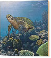 The Hawksbill Sea Turtle Wood Print