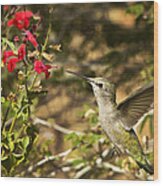 The Hummingbird Hover Wood Print