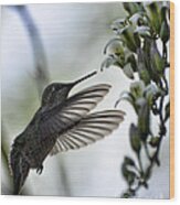 The Hummingbird Wood Print