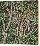 The Ivied Walls Wood Print