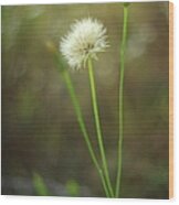 The Last Dandelion Wood Print