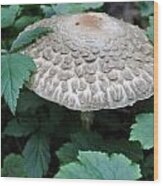The Mushroom Wood Print