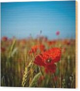 The Poppy Wood Print