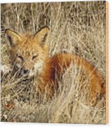 The Red Fox Wood Print