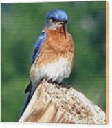 The Serendipitous Bluebird Wood Print