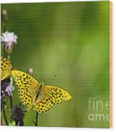 The Silver-washed Fritillary Wood Print