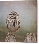 The Song Sparrow Wood Print