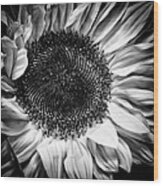 The Sunflower Ii Wood Print